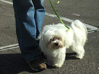 Merlin