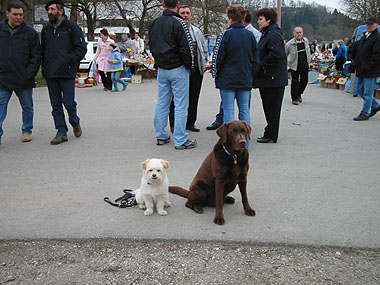 Mobile Hundeschule